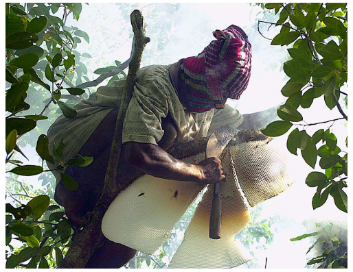 A villager cutting a beehive in Sunderbans