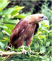 Indian Eagle sitting