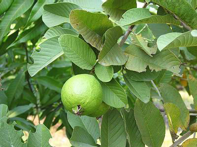 Guava fruit on a tree