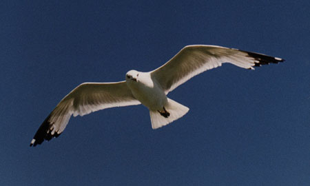 Seagull