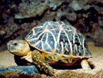 Indian Star Tortoise